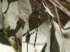 Synthemis eustalacta