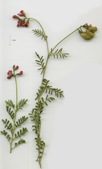 Lessertia excisa