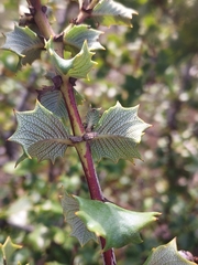 Ceanothus jepsonii