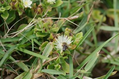 Mesembryanthemum aitonis