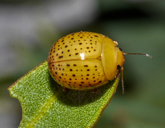 Paropsisterna madida