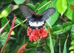 Papilio memnon agenor