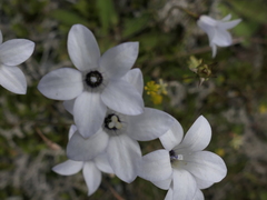 Wahlenbergia albomarginata