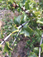 Ceanothus jepsonii