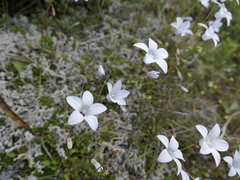 Wahlenbergia albomarginata