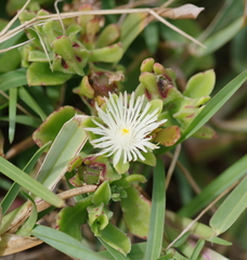 Mesembryanthemum aitonis