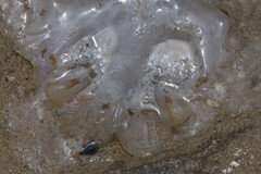 Rhizostomatidae