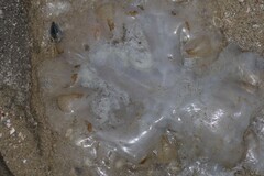 Rhizostomatidae