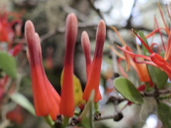 Peraxilla tetrapetala