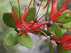 Peraxilla tetrapetala