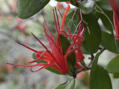 Peraxilla tetrapetala