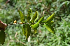 Eugenia pseudopsidium
