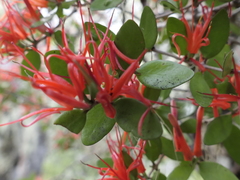 Peraxilla tetrapetala