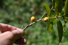 Eugenia pseudopsidium