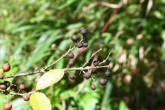Eugenia pseudopsidium