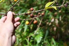 Eugenia pseudopsidium