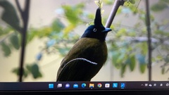 Rubigula melanicterus