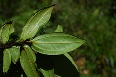 Miconia ernstii