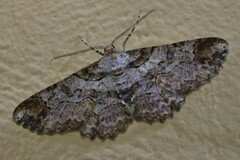 Iridopsis appetens