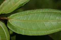 Miconia ernstii