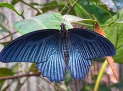 Papilio memnon agenor