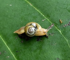 Helicarion perfragilis