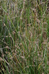 Cyperus laevigatus