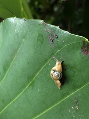 Helicarion perfragilis