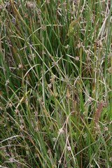 Cyperus laevigatus
