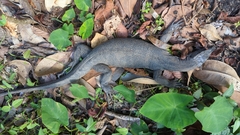 Varanus salvator andamanensis