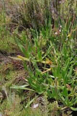 Plantago carnosa