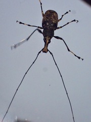 Mecocerini