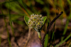 Raphionacme galpinii