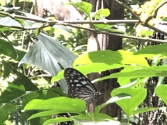 Ideopsis vulgaris