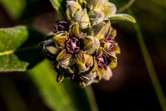 Raphionacme galpinii