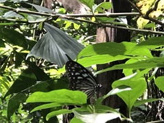 Ideopsis vulgaris