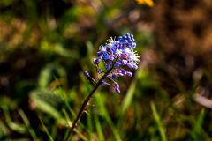 Merwilla plumbea