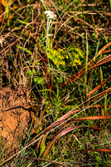 Senecio bupleuroides