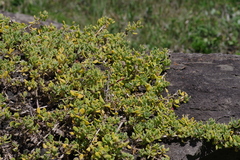 Tetragonia decumbens