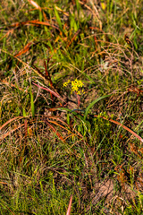 Senecio bupleuroides