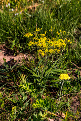 Senecio bupleuroides