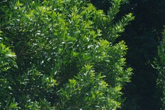 Allophylus natalensis