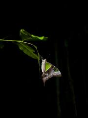 Graphium macleayanus