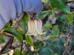Clematis morii