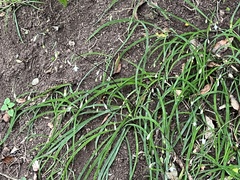 Arthropodium candidum