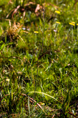 Senecio discodregeanus