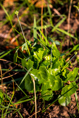 Senecio oxyriifolius