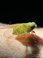 Chlorocysta suffusa