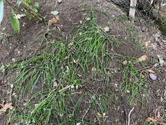 Arthropodium candidum