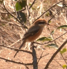 Lanius bucephalus
